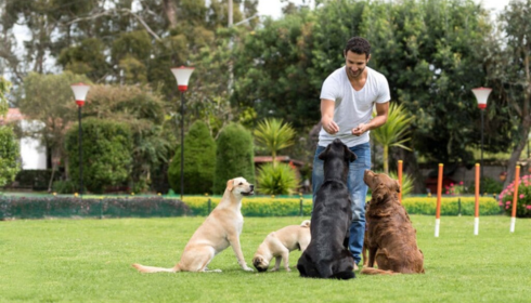 Canine Dog Training That Builds Better Behavior